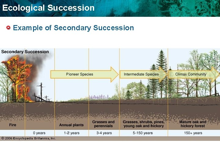 Ecological Succession Example of Secondary Succession 