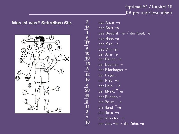 Optimal A 1 / Kapitel 10 _________________________Körper und Gesundheit Was ist was? Schreiben Sie.