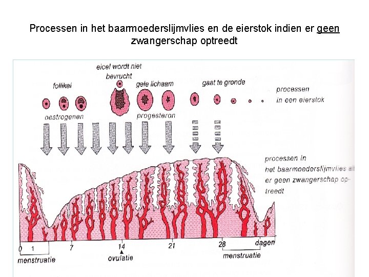 Processen in het baarmoederslijmvlies en de eierstok indien er geen zwangerschap optreedt 1 