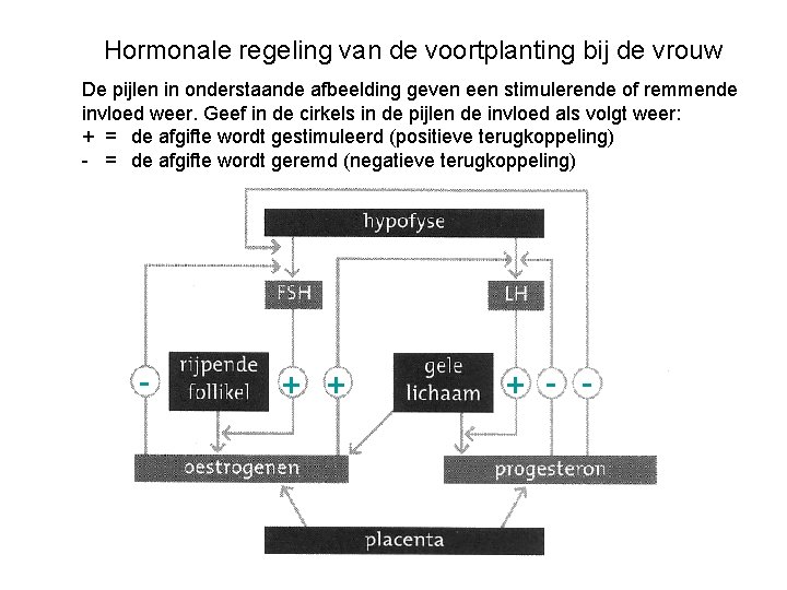 Hormonale regeling van de voortplanting bij de vrouw De pijlen in onderstaande afbeelding geven