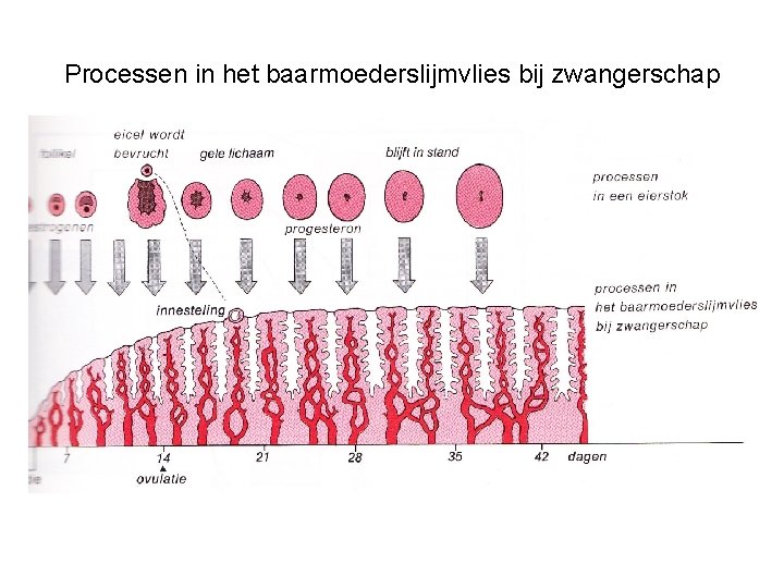 Processen in het baarmoederslijmvlies bij zwangerschap 