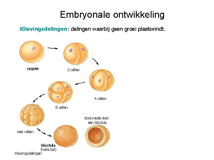 Hfdst 1 Voortplanting Over Jongens En Meisjes Geslachtskenmerken