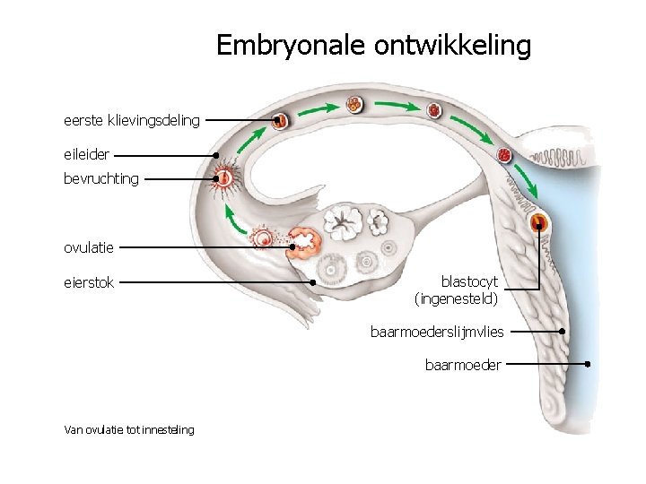 Embryonale ontwikkeling eerste klievingsdeling eileider bevruchting ovulatie eierstok blastocyt (ingenesteld) baarmoederslijmvlies baarmoeder Van ovulatie