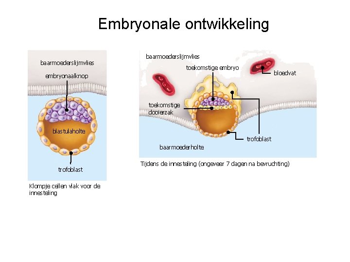 Embryonale ontwikkeling baarmoederslijmvlies toekomstige embryo bloedvat embryonaalknop toekomstige dooierzak blastulaholte trofoblast baarmoederholte trofoblast Klompje