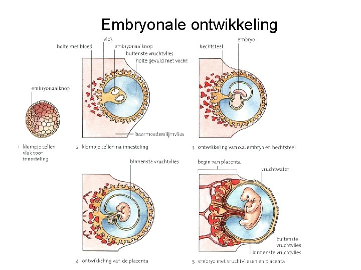 Embryonale ontwikkeling 