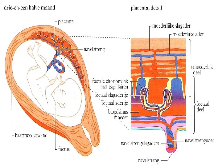 Hfdst 1 Voortplanting Over Jongens En Meisjes Geslachtskenmerken