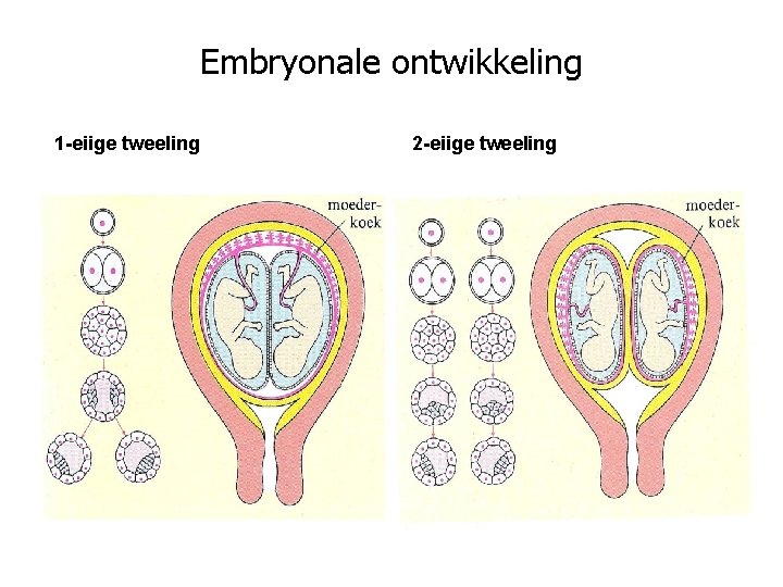 Embryonale ontwikkeling 1 -eiige tweeling 2 -eiige tweeling 