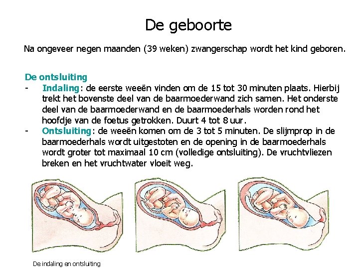 De geboorte Na ongeveer negen maanden (39 weken) zwangerschap wordt het kind geboren. De