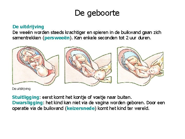 De geboorte De uitdrijving De weeën worden steeds krachtiger en spieren in de buikwand