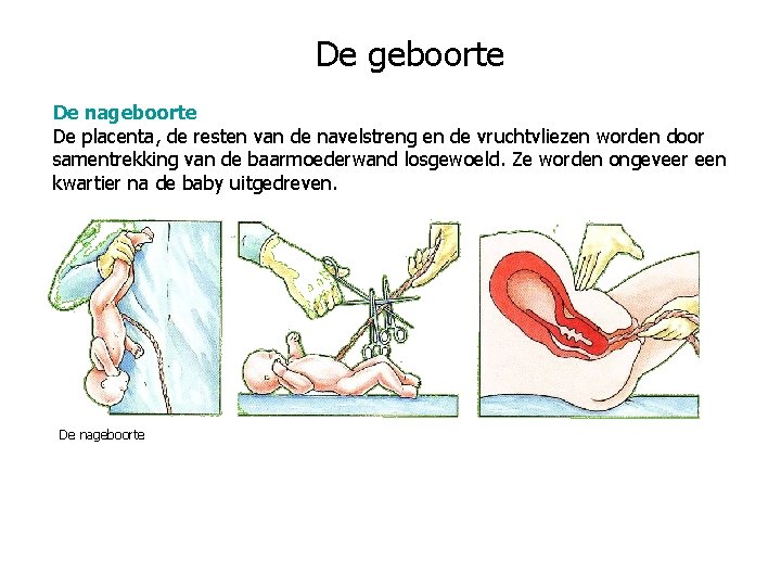 De geboorte De nageboorte De placenta, de resten van de navelstreng en de vruchtvliezen