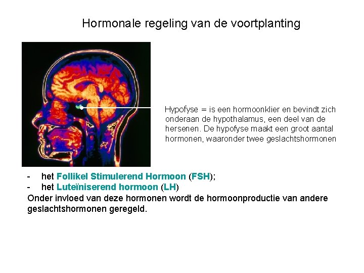 Hormonale regeling van de voortplanting Hypofyse = is een hormoonklier en bevindt zich onderaan