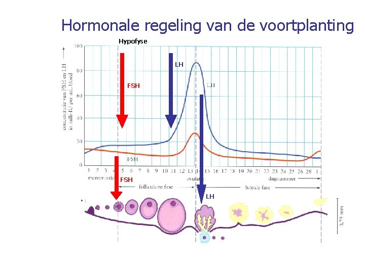 Hormonale regeling van de voortplanting Hypofyse LH FSH LH 