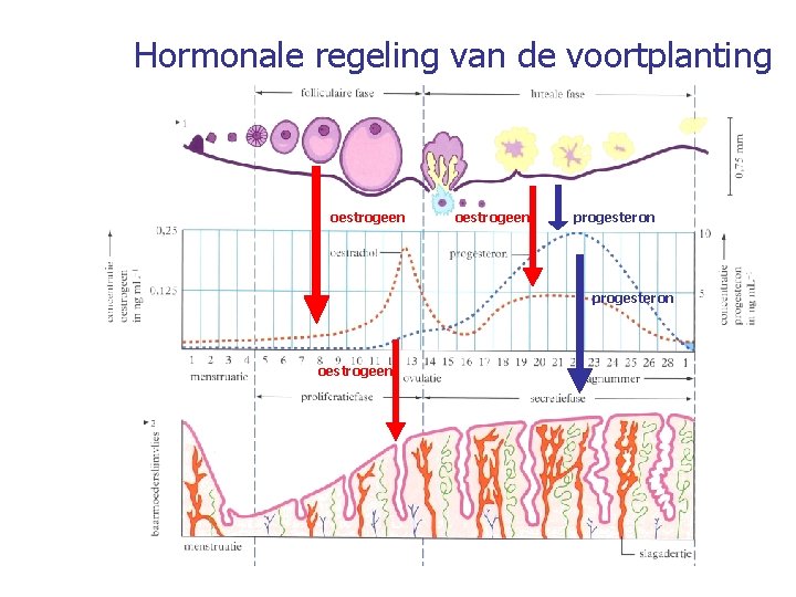 Hormonale regeling van de voortplanting oestrogeen progesteron oestrogeen 