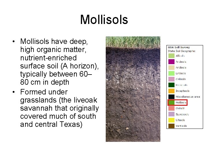 Mollisols • Mollisols have deep, high organic matter, nutrient-enriched surface soil (A horizon), typically