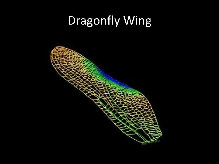 Dragonfly Wing 