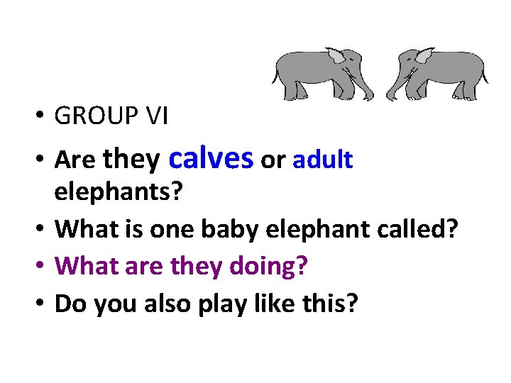  • GROUP VI • Are they calves or adult elephants? • What is
