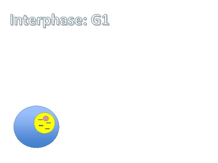 Interphase: G 1 