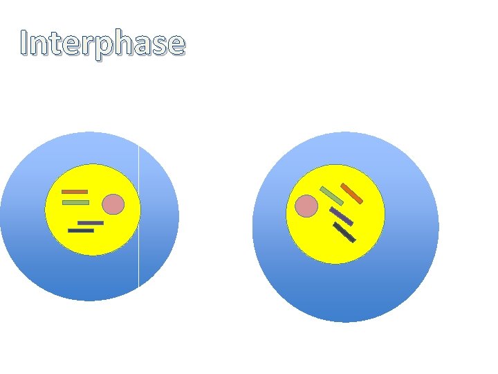 Interphase 