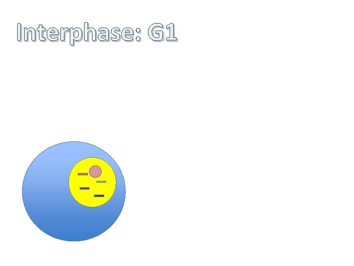 Interphase: G 1 