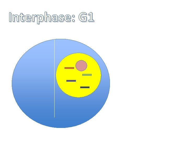 Interphase: G 1 