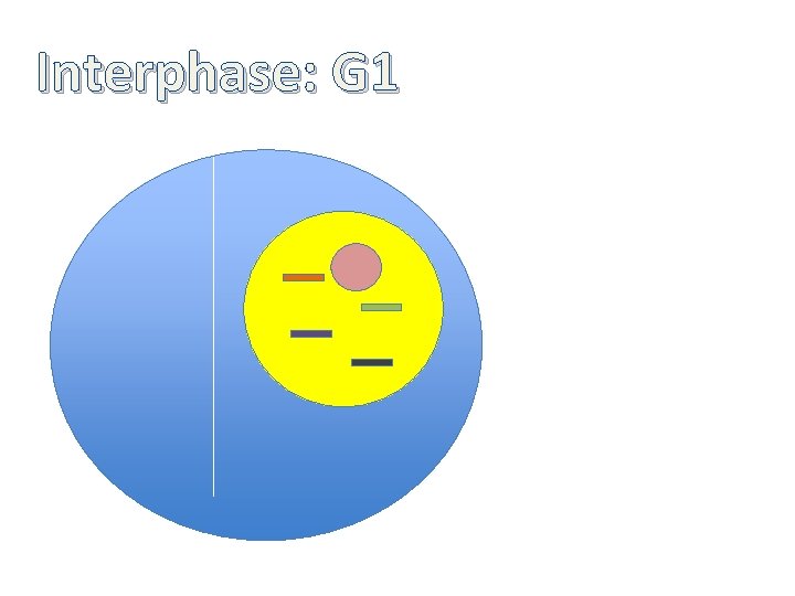 Interphase: G 1 