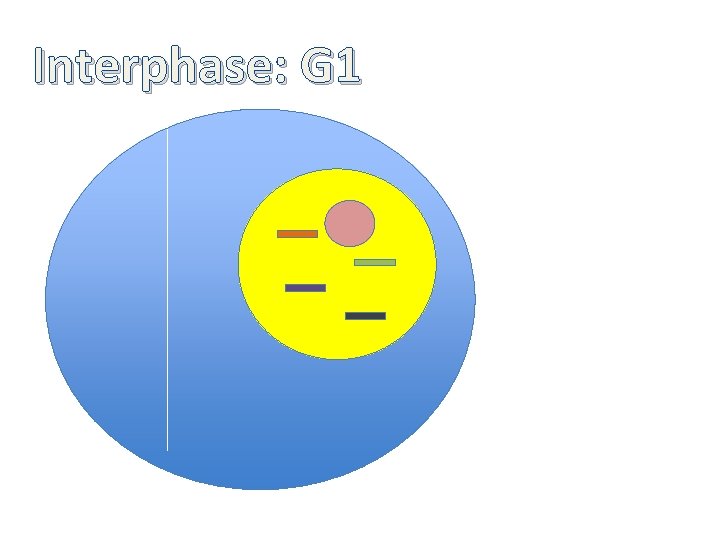 Interphase: G 1 