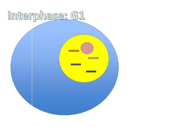 Interphase: G 1 