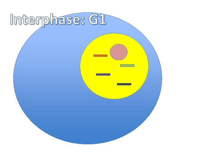 Interphase: G 1 