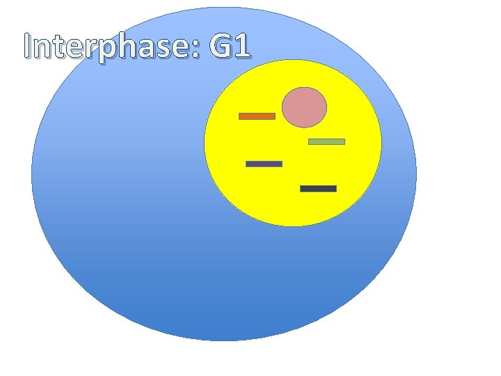 Interphase: G 1 