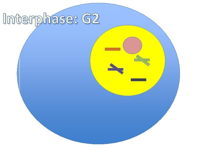 Interphase: G 2 