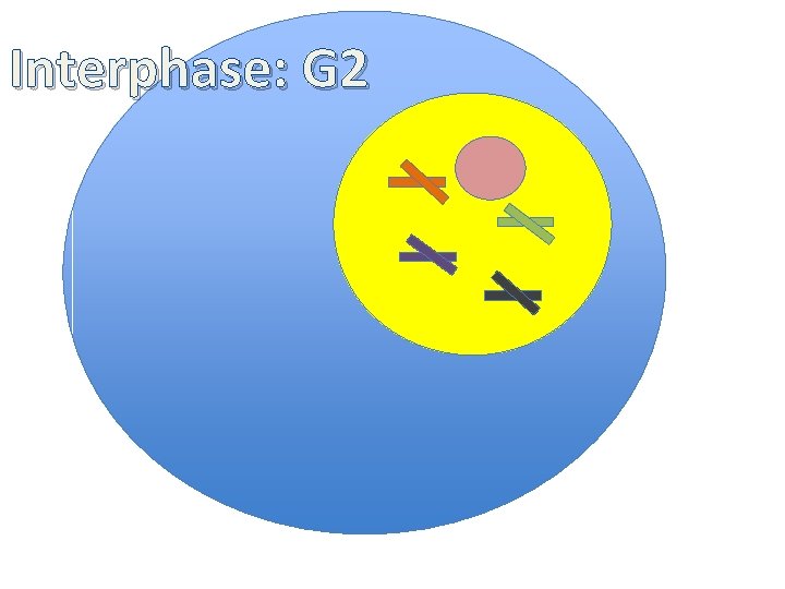 Interphase: G 2 