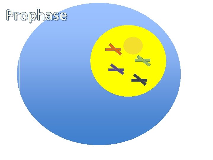 Prophase 