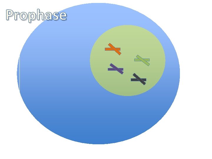 Prophase 