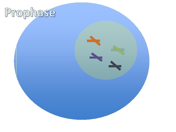 Prophase 