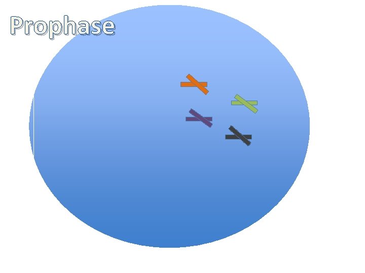 Prophase 