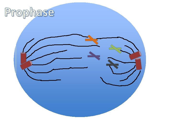 Prophase 