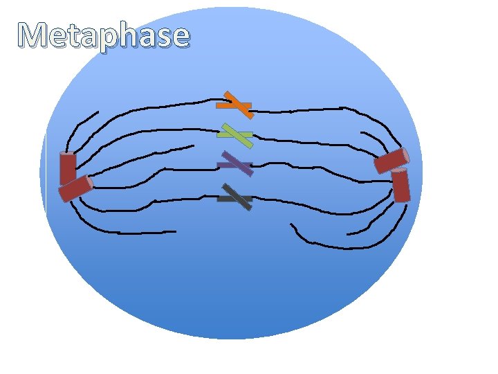 Metaphase 