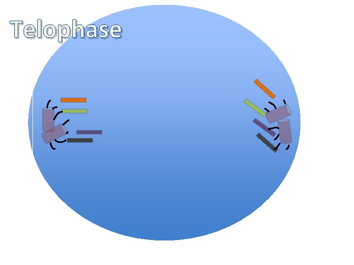 Telophase 