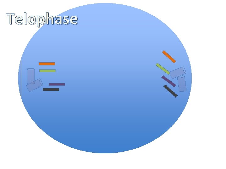 Telophase 