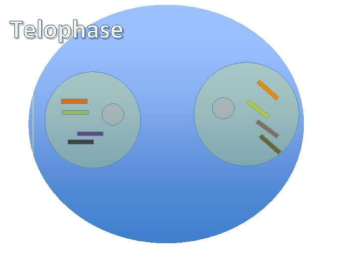 Telophase 