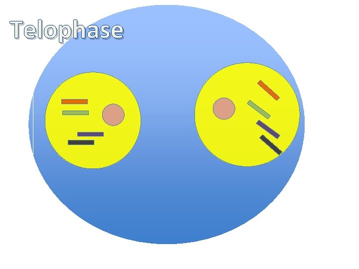 Telophase 