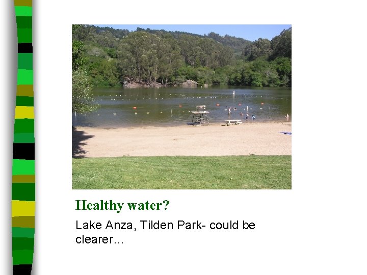 Healthy water? Lake Anza, Tilden Park- could be clearer… 