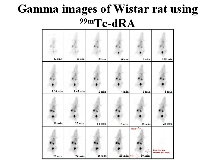 Gamma images of Wistar rat using 99 m. Tc-d. RA 