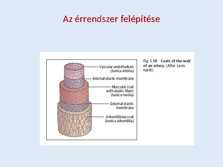 Az érrendszer felépítése 