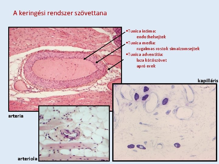 A keringési rendszer szövettana • Tunica intima: endothelsejtek • Tunica media: rugalmas rostok simaizomsejtek
