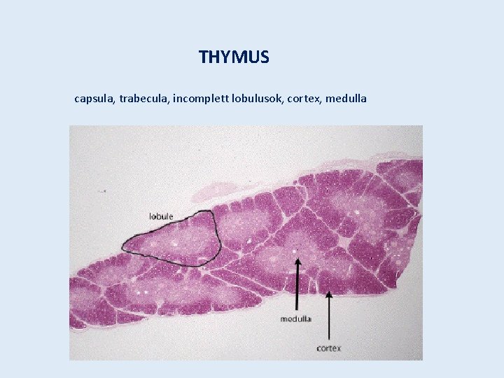 THYMUS capsula, trabecula, incomplett lobulusok, cortex, medulla 