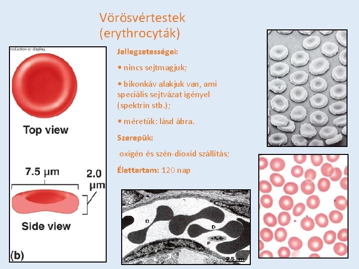 Vörösvértestek (erythrocyták) Jellegzetességei: • nincs sejtmagjuk; • bikonkáv alakjuk van, ami speciális sejtvázat igényel