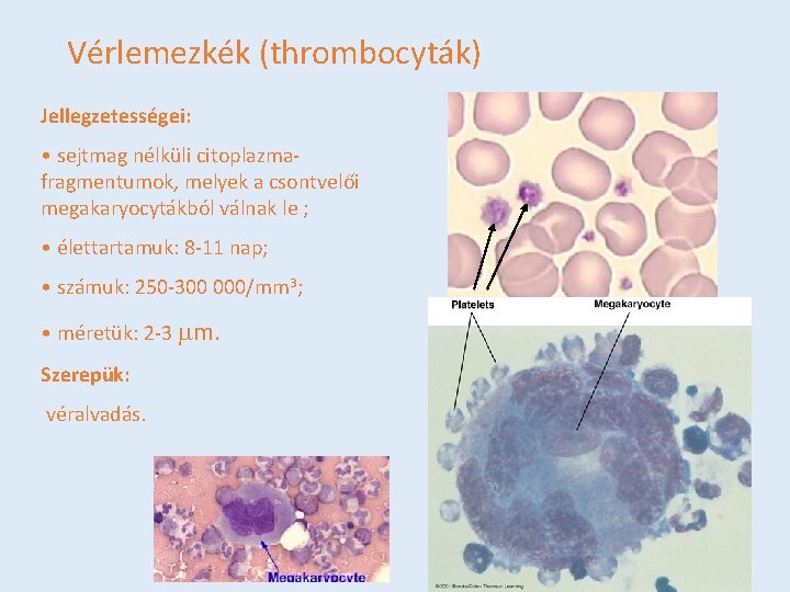 Vérlemezkék (thrombocyták) Jellegzetességei: • sejtmag nélküli citoplazmafragmentumok, melyek a csontvelői megakaryocytákból válnak le ;