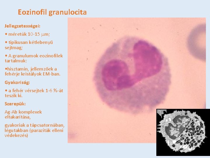 Eozinofil granulocita Jellegzetességei: • méretük 10 -15 mm; • tipikusan kétlebenyű sejtmag; • A