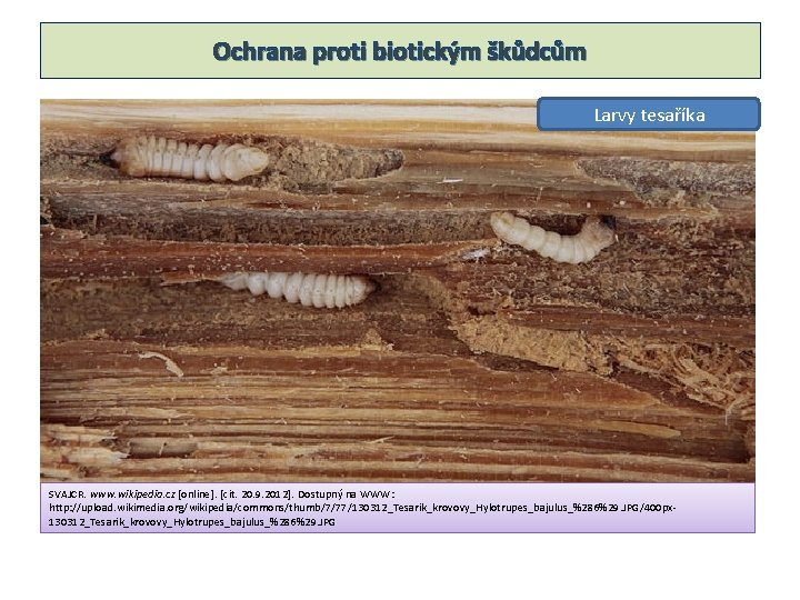 Ochrana proti biotickým škůdcům Larvy tesaříka SVAJCR. www. wikipedia. cz [online]. [cit. 20. 9.